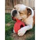 thumbnail image 4 of Juguete para perro Jolly Pets JTR23 de goma resistente 15 cm rojo, 4 of 5