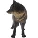 thumbnail image 1 of Modelo Animal Realista Figuras De Acción Playset Kids Toy Black Wolf, 1 of 4