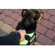 thumbnail image 2 of Arnes Police K9 Reforzado Perros Medianos Grandes M L Xl, 2 of 2