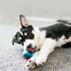 thumbnail image 3 of Kong Squeezz Action Ball Pelota Para Perro Con Sonido M X3u. Rojo, Azul, 3 of 6
