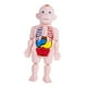 thumbnail image 4 of Modelo De Cuerpo Humano Para Niños, Partes Del Cuerpo, órganos Para Demostración En El Hogar, Preescolar, 4 of 5