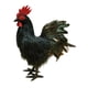 thumbnail image 4 of Modelo de simulación de gallo, figura de gallo de simulación, accesorio fotográfico, estatua de jardín de decoración al aire libre realista para jardí Negro, 4 of 5