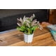 thumbnail image 2 of Lavanda En Macetero Blanco 29 Cm, 2 of 3