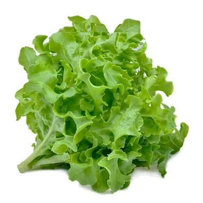 Lechuga Marina Bolsa 1 Un