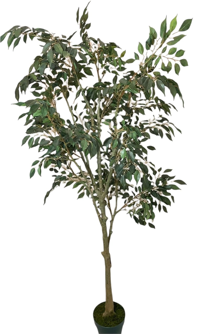 Corel - Planta Decorativa Árbol De Ficus Hoja Chica 168 Cm