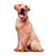 thumbnail image 3 of Animales Perro Patrón Felpa Cojín Cojín Lavable Estilo B, 3 of 5