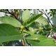 thumbnail image 3 of Té Khudkhum Biotech 54 g Hoja de Guayaba – 36 Bolsitas, 3 of 3