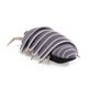 thumbnail image 5 of Marioneta Folkmanis Mini Roly Poly Grey, 5 of 5