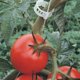 thumbnail image 3 of Tomato Clips BLOWING, 150 unidades, para soporte de plantas, jardín y vid., 3 of 9