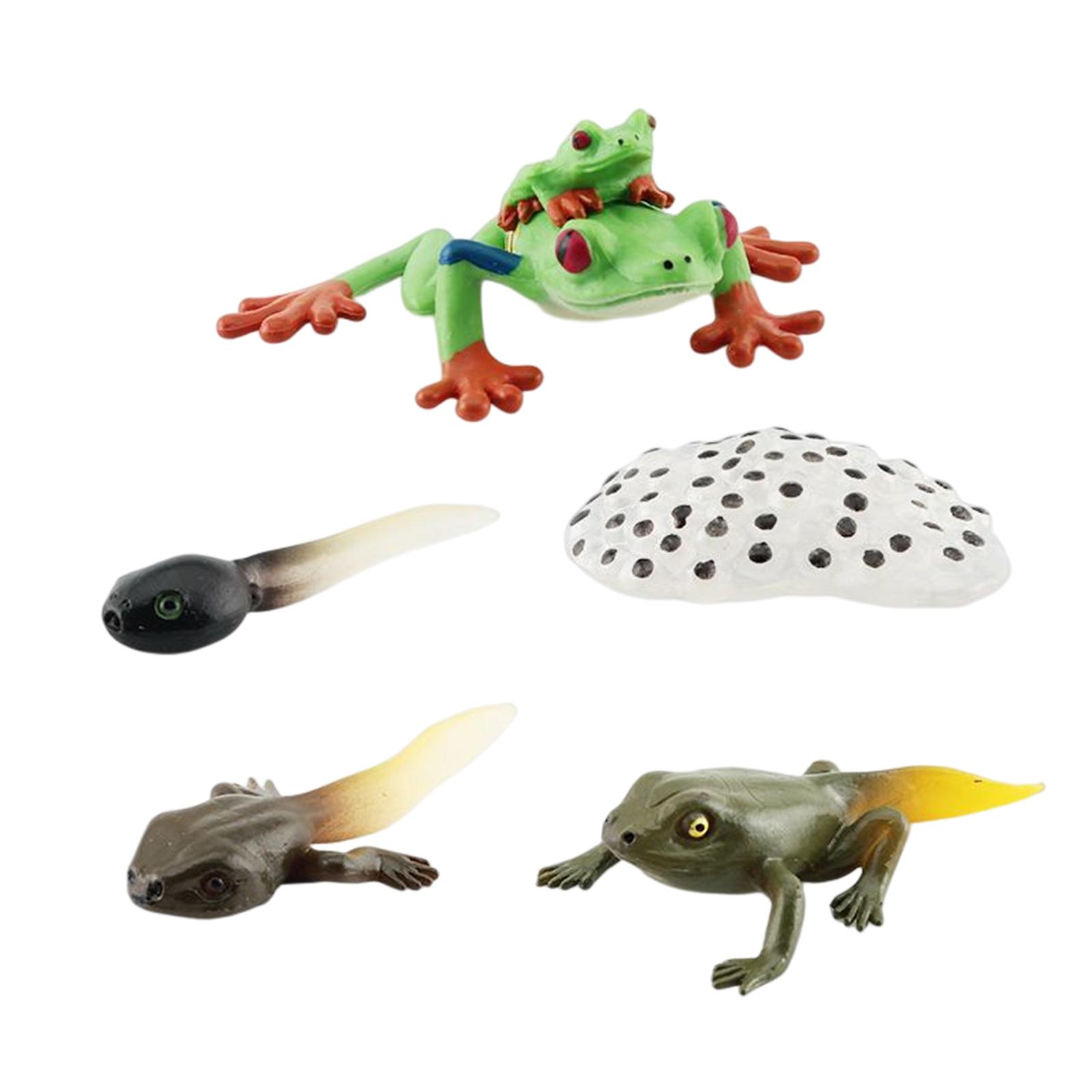 Magideal - Figuritas De Ciclo Montessori, Animales, Ranas Cognitivas, Modelo De Para Materiales De Enseñanza Preescolar, Juguetes De Desarrollo, Estilo A
