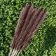 thumbnail image 2 of 30 piezas de flores secas naturales de hierba de la pampa seca, planta de junco con caja, flores reales, ramos de flores románticas para bodas, sabrosas y duraderas para decoración del hogar DIY, a ju, 2 of 5