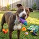 thumbnail image 2 of Set de 5 Juguetes de Masticar para Perro HAPPY STAFFY CO PowerFlex, 2 of 9