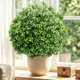 thumbnail image 5 of Planta Artificial LuceAlberi 60 cm Pack de 2 Topiaria, 5 of 9