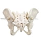 thumbnail image 4 of Modelo de pelvis femenina Evotech, flexible, tamaño natural, con correa elástica, 4 of 5