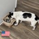 thumbnail image 5 of Comedero elevado antidesorden Neater Feeder Express para perros, juego sin derrames, 5 of 9