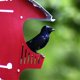 thumbnail image 4 of Casa nido para golondrina purpúrea S&K de plástico de polipropileno para 16 familias, 4 of 9
