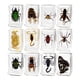 thumbnail image 1 of Colección De 12 Piezas De Animales En Resina Para Biólogos De Aula, Ni?os Y Ni?as, 1 of 5