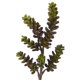 thumbnail image 3 of Flor artificial casi natural, suculenta, 13 cm, juego de 12, 3 of 3