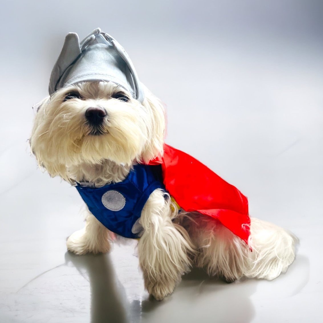 Disfraz Thor Dog S