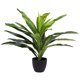 thumbnail image 1 of Dracaena 60 cm, 1 of 1