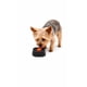 thumbnail image 1 of Dispensador Alimento Perros Plato Anti Ansiedad Mascota, 1 of 13