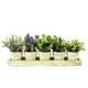 thumbnail image 1 of Planta Artificial Deco 5 Plantas En Bandeja 55 Cm, 1 of 3