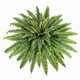 thumbnail image 1 of Helecho artificial zooFernzoom 130 cm interior/exterior, 1 of 7