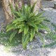 thumbnail image 4 of Helechos artificiales ZoofernZoom de 45 cm con 55 hojas para exteriores e interiores, 4 of 7