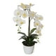 thumbnail image 2 of Orquídea blanca de 65 cm en macetero, 2 of 2