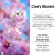 thumbnail image 2 of Ambientador para Auto HoogaLife Pack de 2 unidades Cherry Bloom 8 ml, 2 of 6