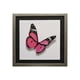 thumbnail image 1 of Cuadro Lamina Mariposa Fucsia 50x50 cm, 1 of 3
