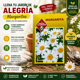 thumbnail image 5 of Semillas Flor Margarita para Huertos y Jardines Las Encinas, 5 of 5