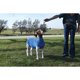 thumbnail image 3 of Tubo de Spandex Azul para Cabra – Weaver Livestock, 3 of 5