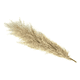 thumbnail image 2 of Ramas pampas grass 3 uds decoración, 2 of 3
