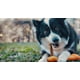 thumbnail image 2 of Tall Tails Hueso De Goma Natural Goat Juguete Para Perro M, 2 of 8