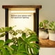 thumbnail image 3 of Soporte para plantas con luz de cultivo Bamworld, alto, 5 niveles, madera de metal, 3 of 6