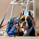 thumbnail image 3 of Mochila de Cuerdas Desmarcar Bulldog Francés 30x40cm, 3 of 6