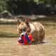 thumbnail image 5 of Juguete para perros Chuckit! Balón de fútbol Fumble Fetch para perros pequeños, 5 of 6