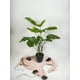 thumbnail image 3 of Planta Philodendro 89Cm, 3 of 3