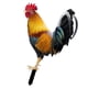 thumbnail image 4 of Estacas De Estatua De Animales De Pollo Acrílico Realista Para Decoración De Patio Estilo B, 4 of 5