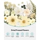 thumbnail image 4 of Kit De 100 Piezas Para Manualidades Naturales Prensadas Con Flores Secas, 4 of 9