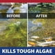 thumbnail image 5 of Algicida Pond Logic InstaFix 946 ml registrado por la EPA, 5 of 7