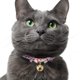thumbnail image 4 of Collar para gato Nekoichi 14‑33 cm Desmontable con campanilla – Púrpura, 4 of 9
