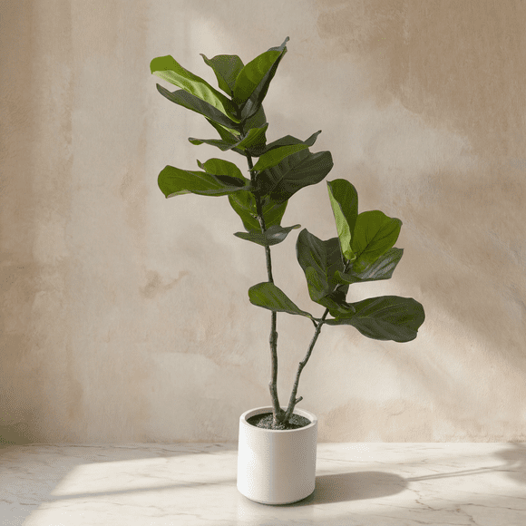Ficus Lyrata 130cm Real Touch