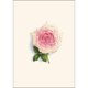 thumbnail image 2 of Set de 8 tarjetas de notas Earth Sky + Water – surtido de rosas, 2 of 4