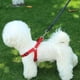 thumbnail image 5 of Cuerda reflectante para pasear perros, suministros para mascotas, 5 of 5