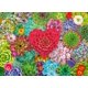 thumbnail image 1 of Rompecabezas Ravensburger Succulent Love 500 piezas, 1 of 7