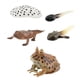 thumbnail image 2 of Montessori Frogs Life Cycle Model Animals Juego Cognitivo Para Niños Proyecto Estilo C, 2 of 5