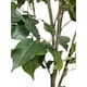 thumbnail image 2 of Árbol Ficus 150cm Artificial, 2 of 3