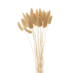 Bothyi - Ramos De Flores Secas Naturales Hierba De Cola De Conejo Decoración De Tallos De Bricolaje Beige